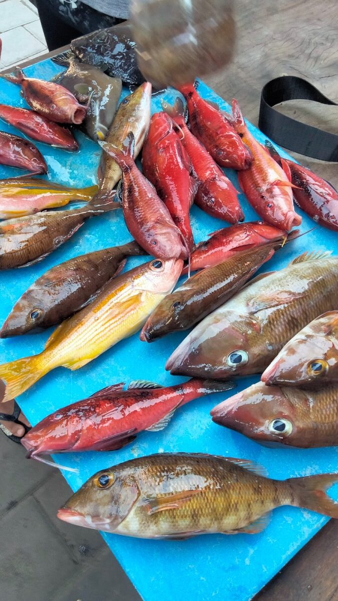 バリ島釣りの釣果