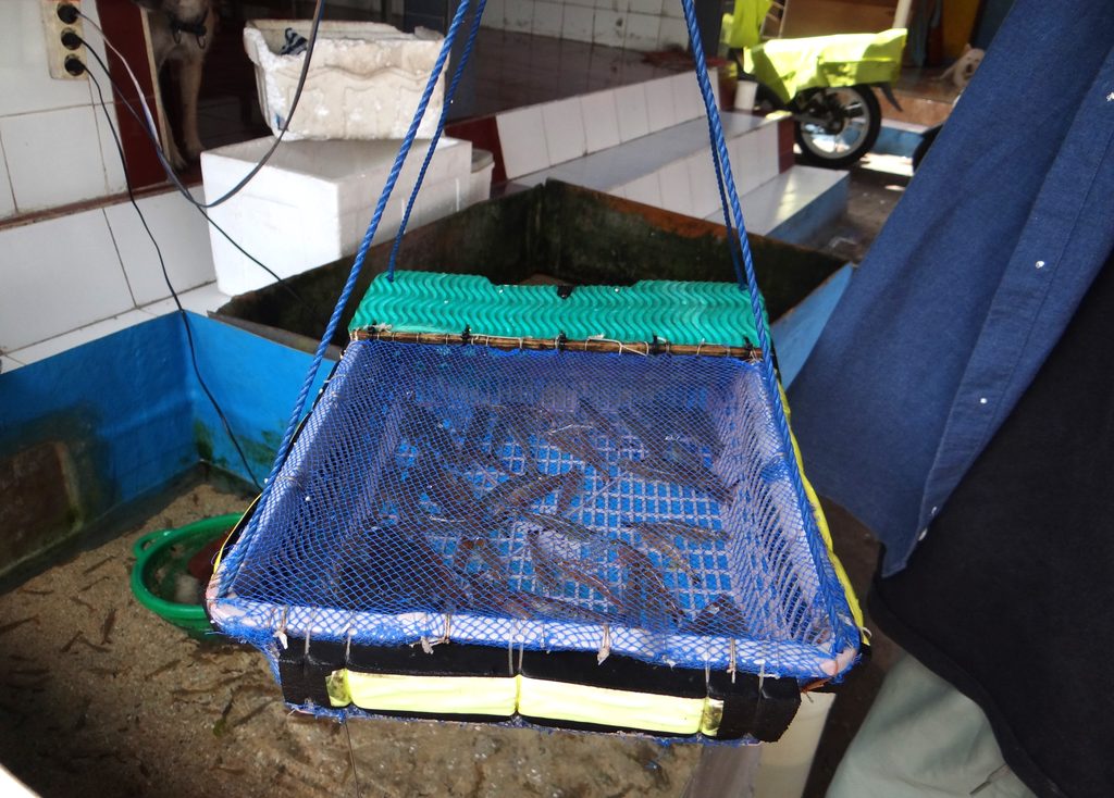 バリ島ボトムフィッシング餌のエビ
